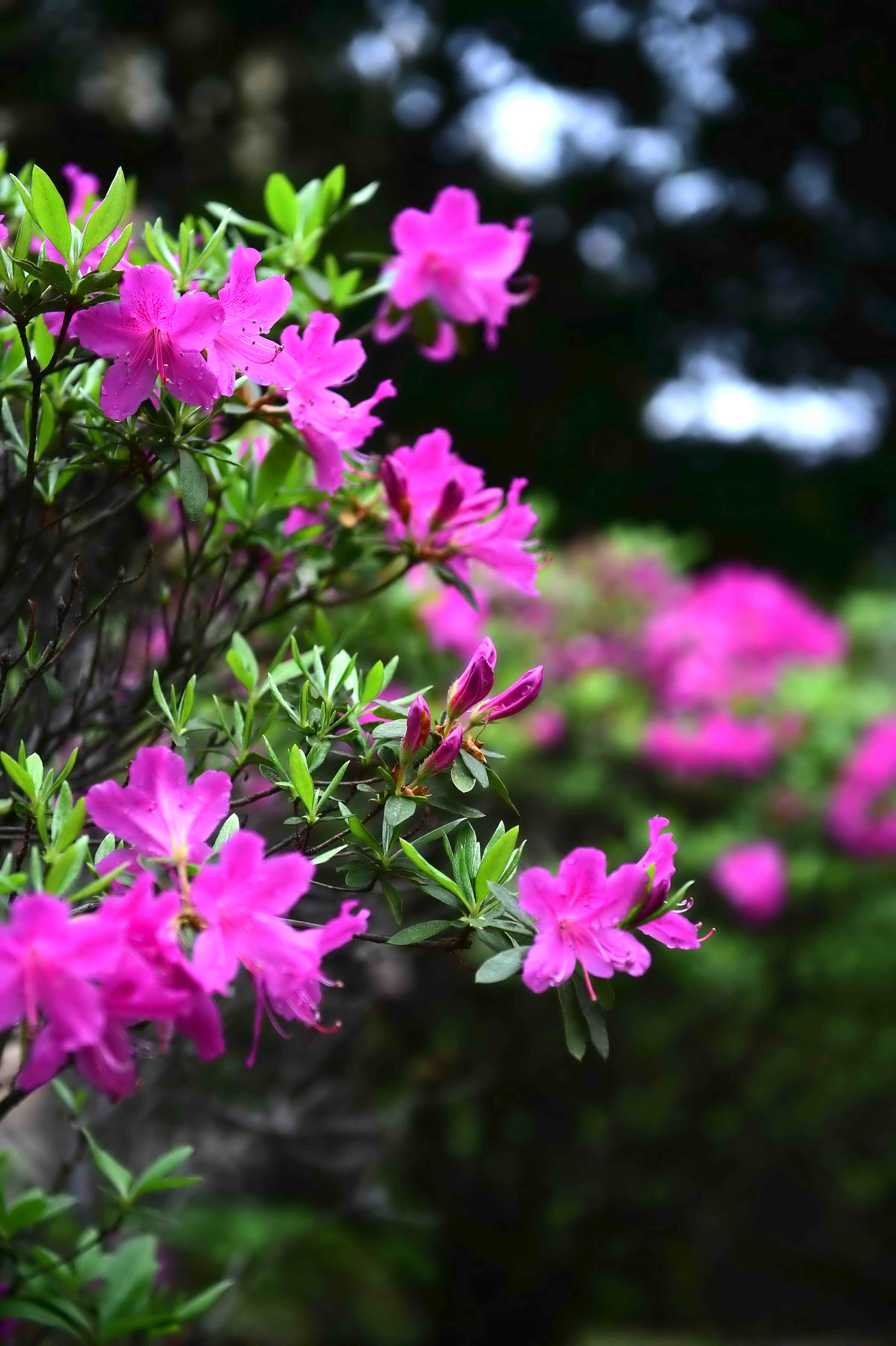 花枝俏2.jpg