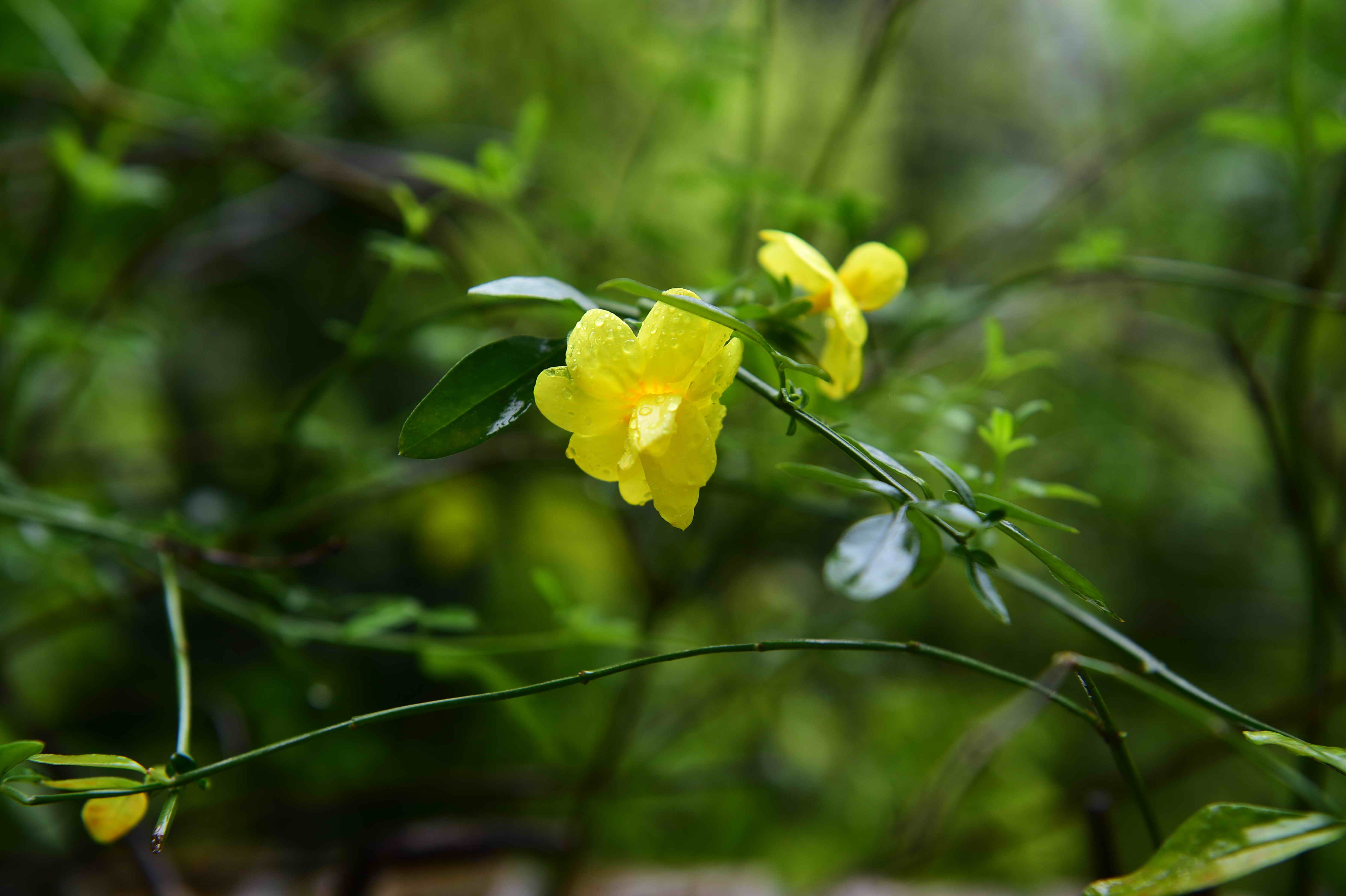 花枝俏3.jpg