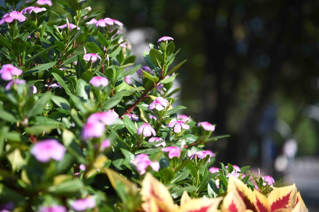 DSC_4450.jpg